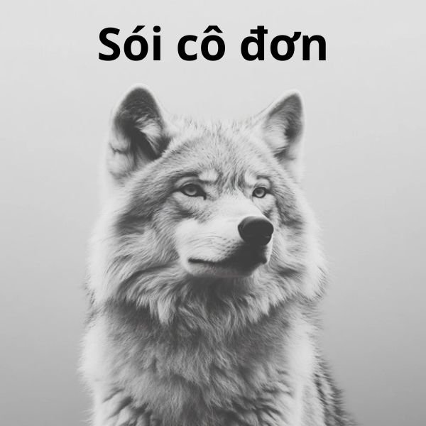 ảnh meme sói cô độc