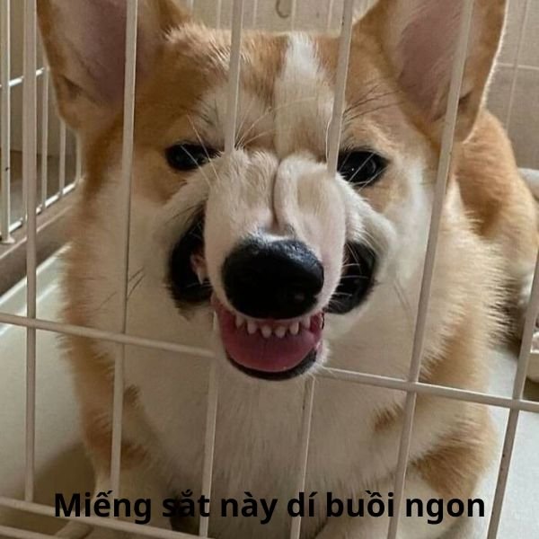 chó cắn sắt xin miếng