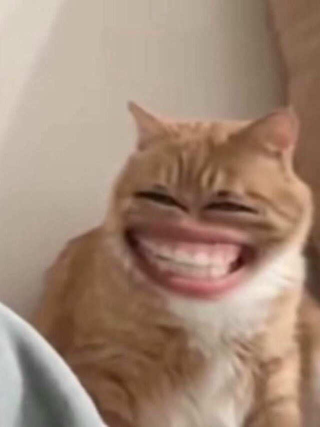 Tuyển tập 82+ ảnh meme bựa, lầy lội cực nhây để troll bạn bè