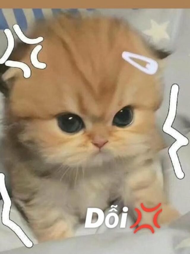 Tuyển tập 288+ ảnh meme dỗi hài hước, dễ thương và đáng yêu