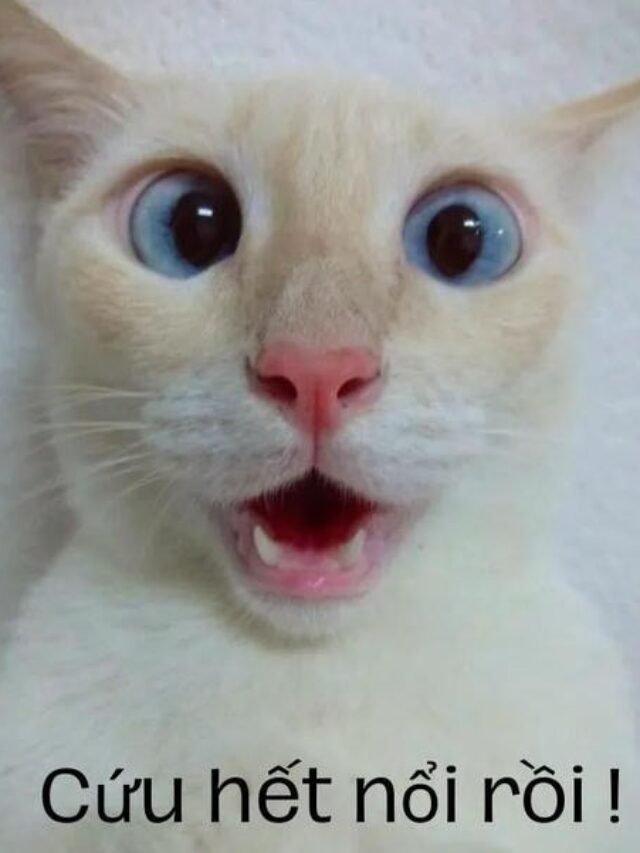 Tuyển tập 372+ ảnh meme hết cứu khiến ai xem cũng phì cười