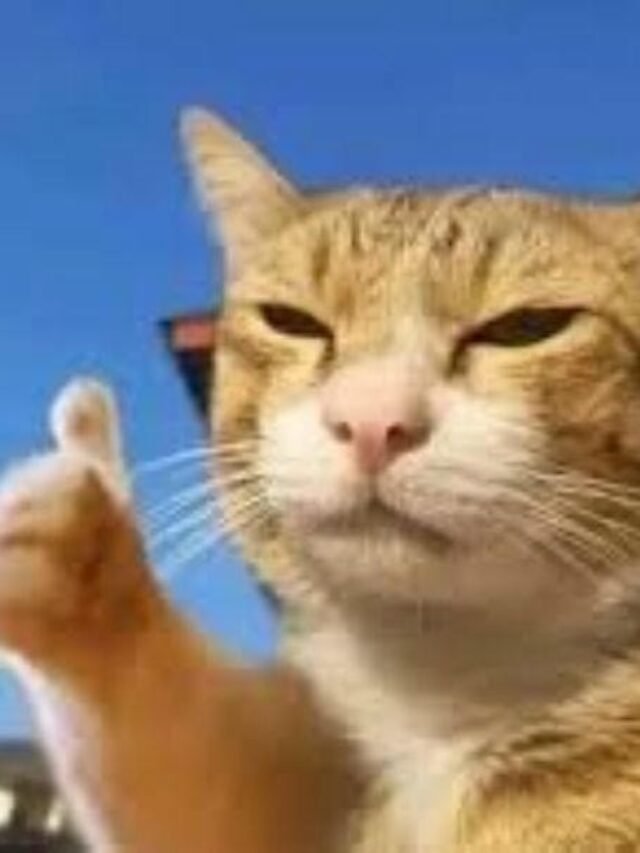 Tuyển tập 283+ ảnh like meme dùng để pha trò hài hước vui vẻ