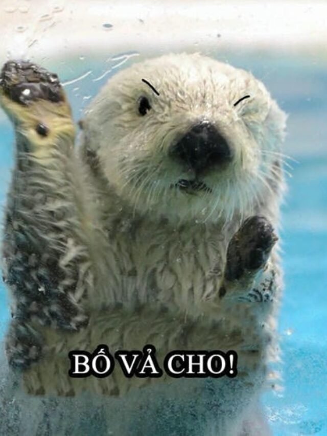 Tuyển tập 252+ ảnh meme rái cá siêu dễ thương và đáng yêu