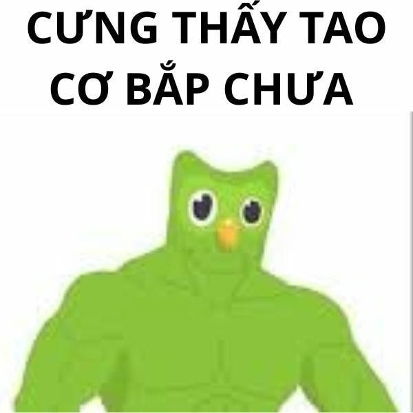 duolingo meme cưng ơi
