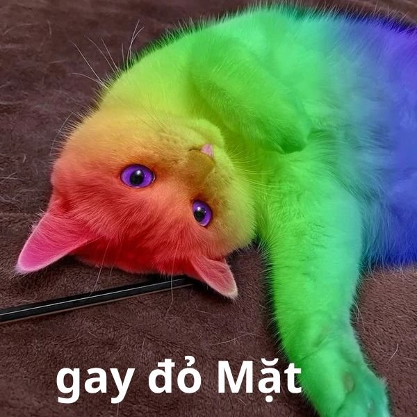 gay meme bảy màu