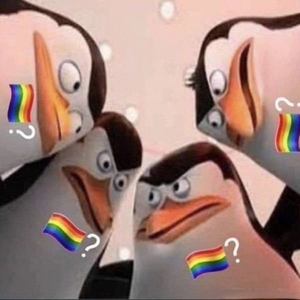 gay meme chim cánh cụt