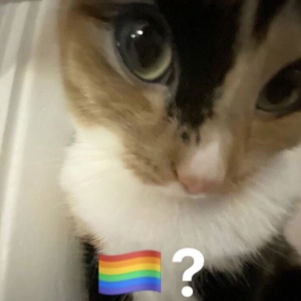 gay meme hỏi chấm