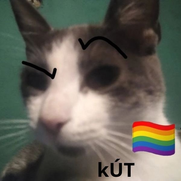 gay meme kút