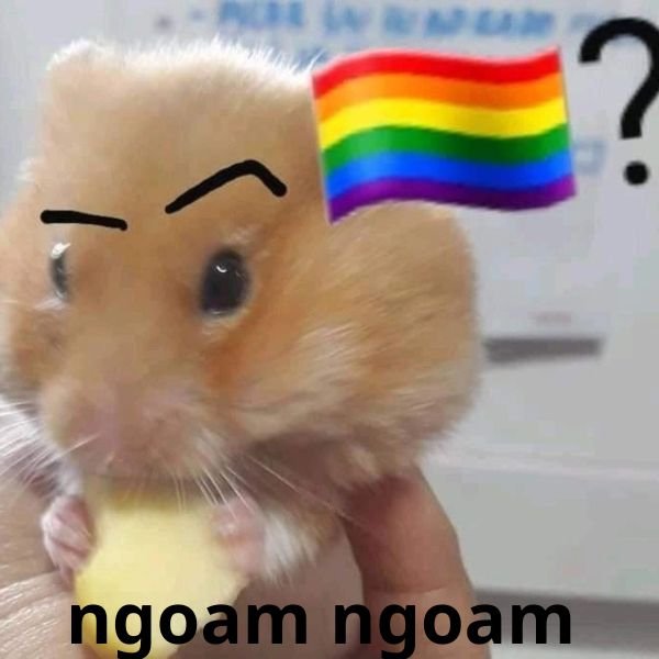 gay meme ngoam ngoam