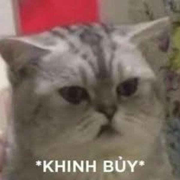 hình ảnh meme khinh bỉ hài hước