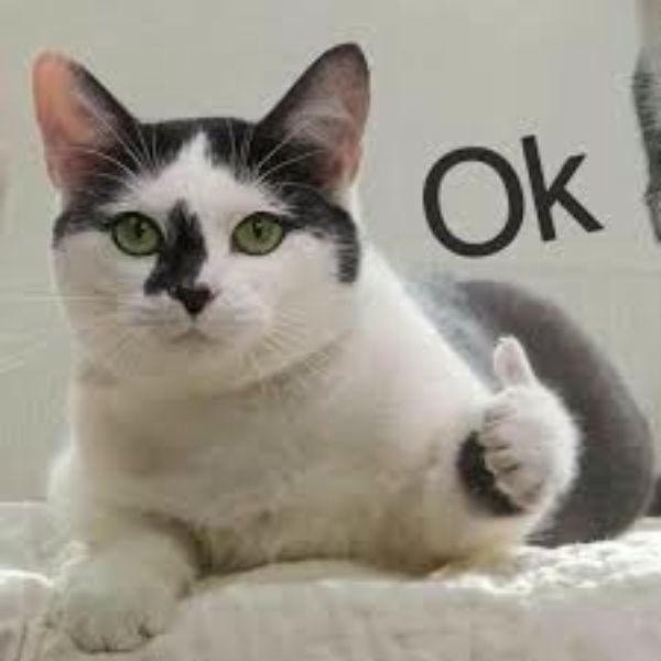 hình ảnh meme like hài hước