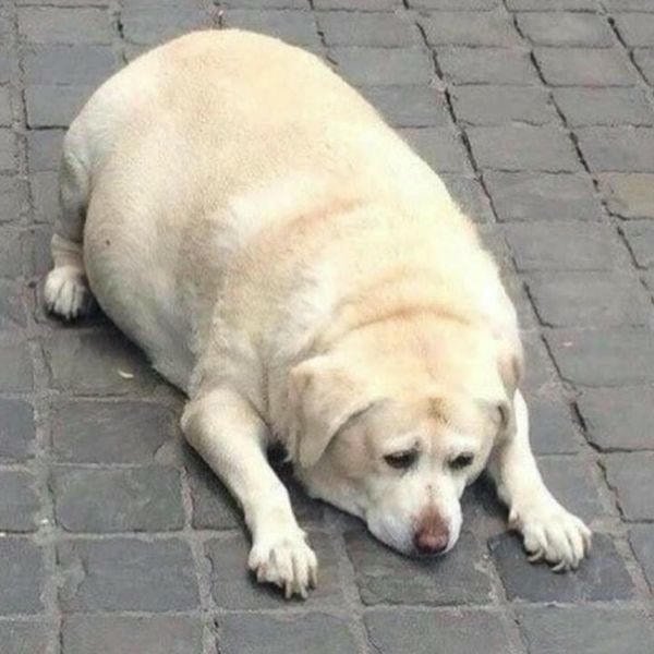 meme chó béo nhất