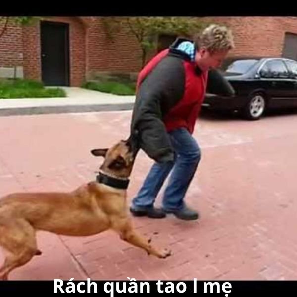 meme chó cắn rách quần