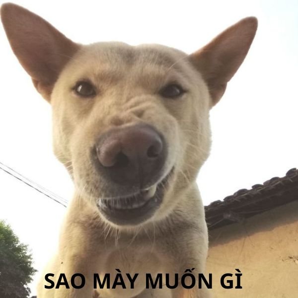meme chó cắn sao