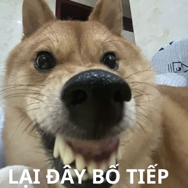 meme chó cắn tiếp
