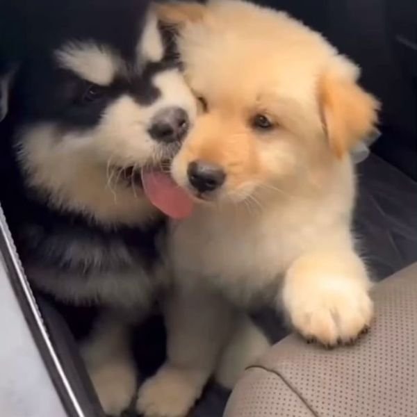 meme chó cắn tình yêu