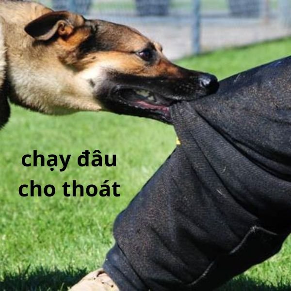meme chó cắn vặt quần