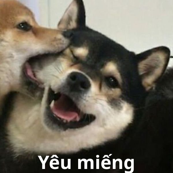 meme chó cắn yêu