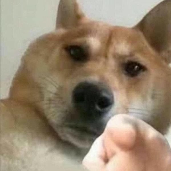 meme chó chỉ tay