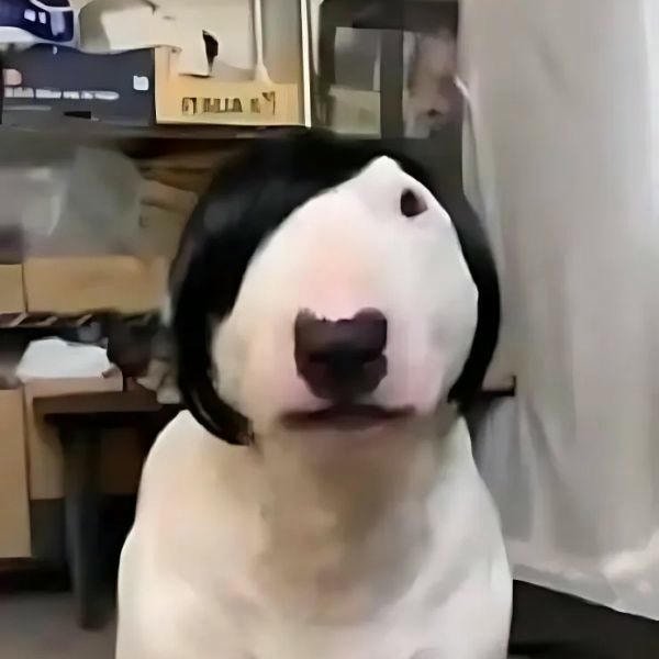 meme chó cực bựa