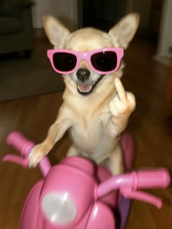 meme chó cười deo kinh