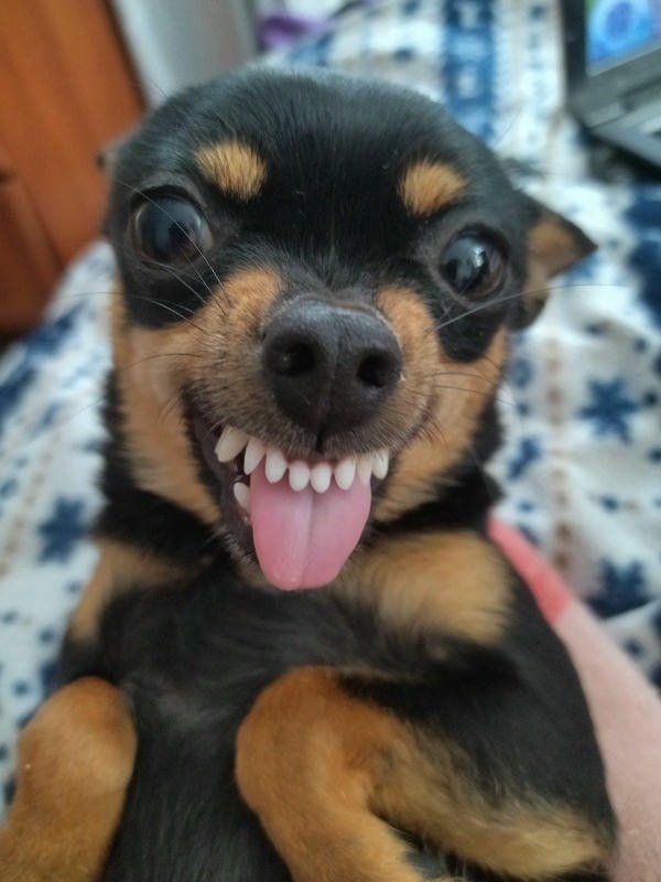 meme chó cười lè lưỡi