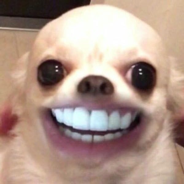 meme chó cười nhe răng trắng