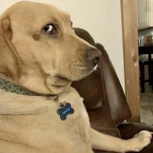 meme chó hài bựa nhất