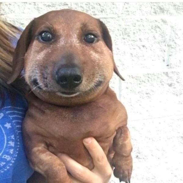 meme chó hài bựa