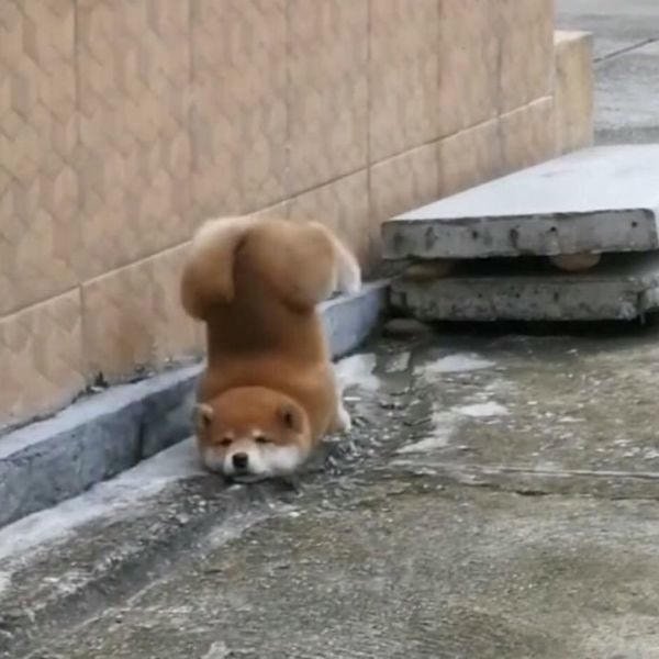 meme chó hài nhất