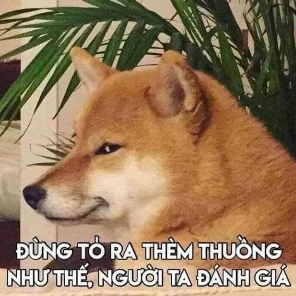 meme chó khinh