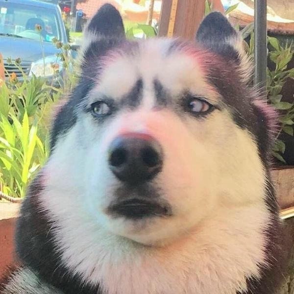 meme chó liếc mắt