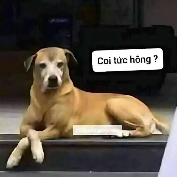 meme chó ngơ
