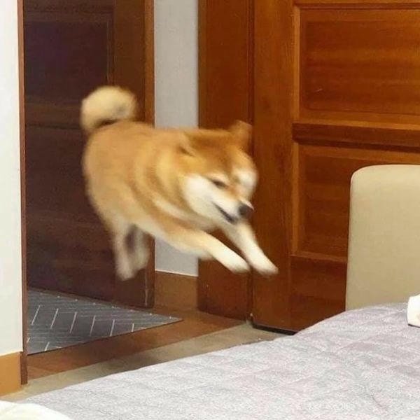 meme chó shiba