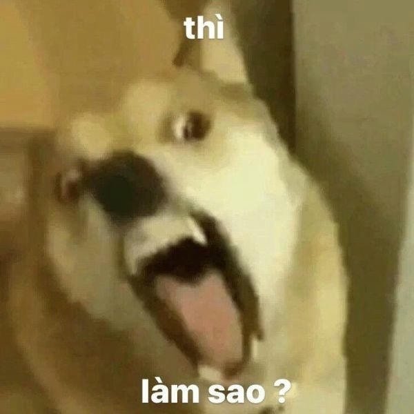 meme chó sủa