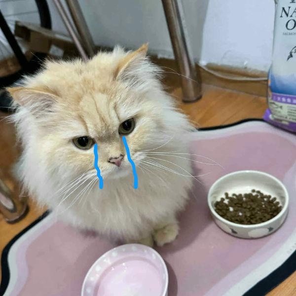 meme dỗi mèo con đáng yêu nhất