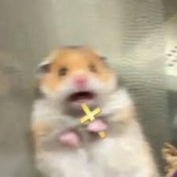 meme hamster cầm thánh giá