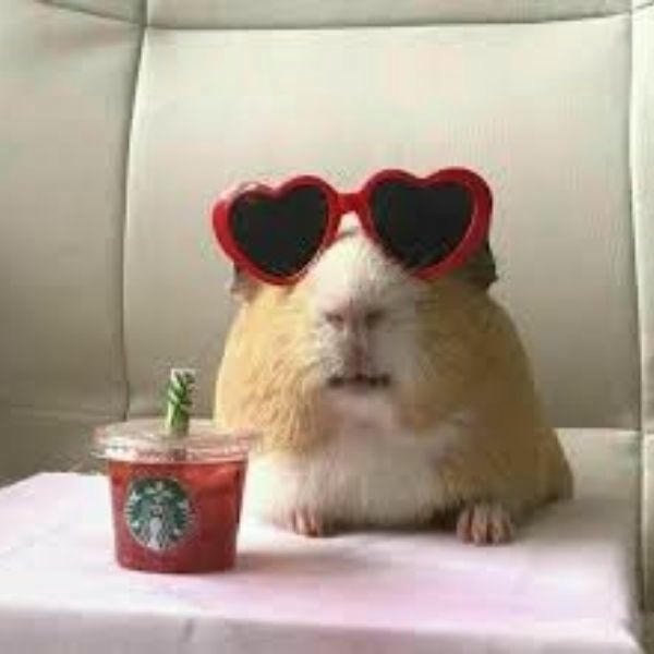 meme hamster đeo kính