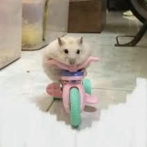 meme hamster đua xe