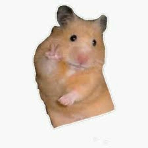 meme hamster hai
