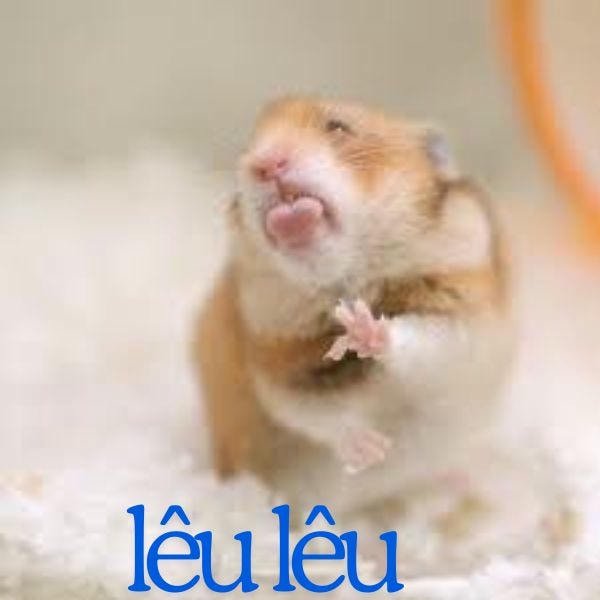 meme hamster lêu lêu
