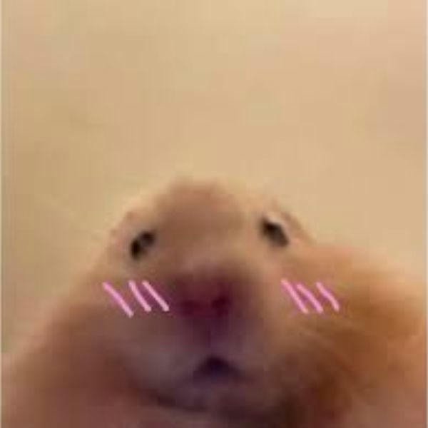 meme hamster má hồng