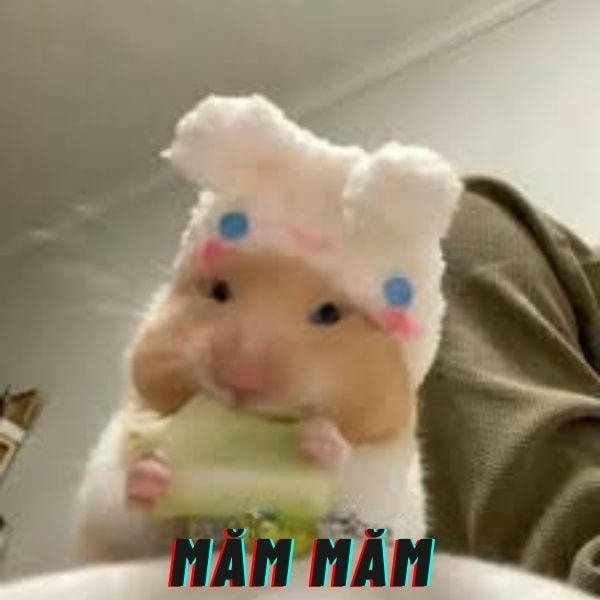 meme hamster moam moam