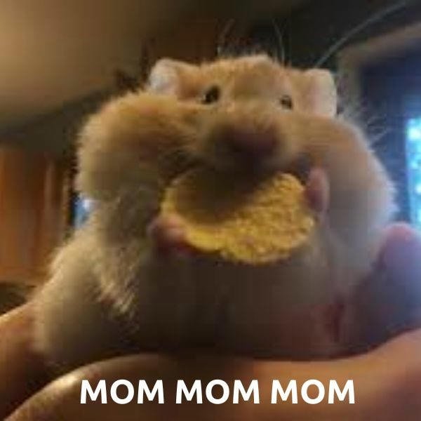 meme hamster mom mom