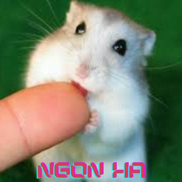 meme hamster ngon ha