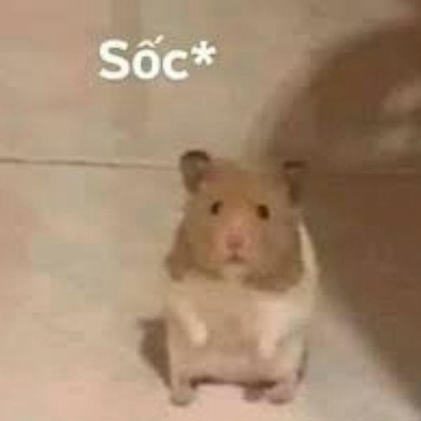 meme hamster sốc
