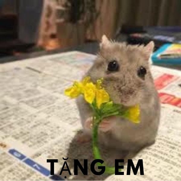 meme hamster tặng hoa