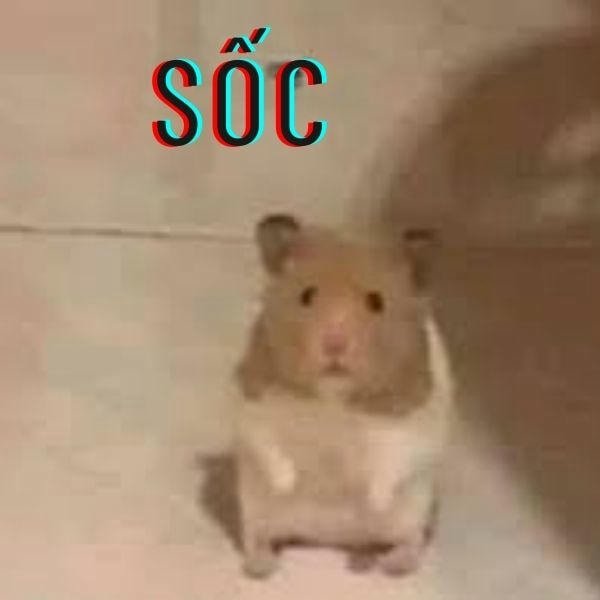 meme hamster troll