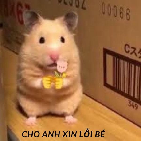 meme hamster xin lỗi