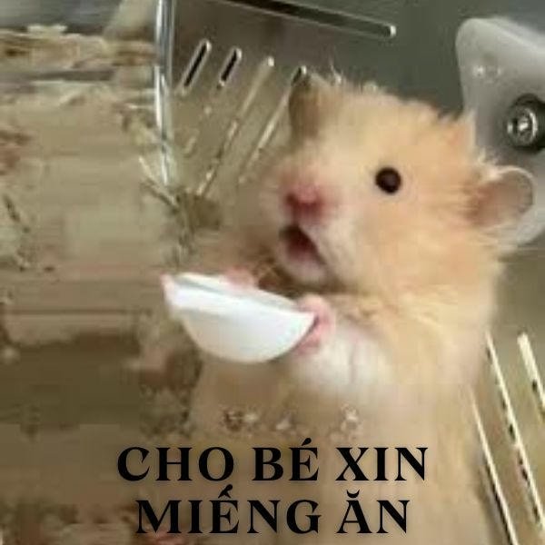 meme hamster xin miếng